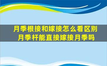 月季根接和嫁接怎么看区别 月季杆能直接嫁接月季吗